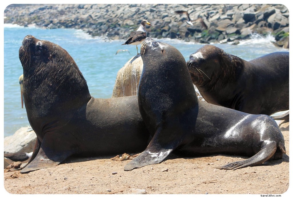 Discovering Iquique: A Traveler s Guide to Northern Chile s Coastal Charm