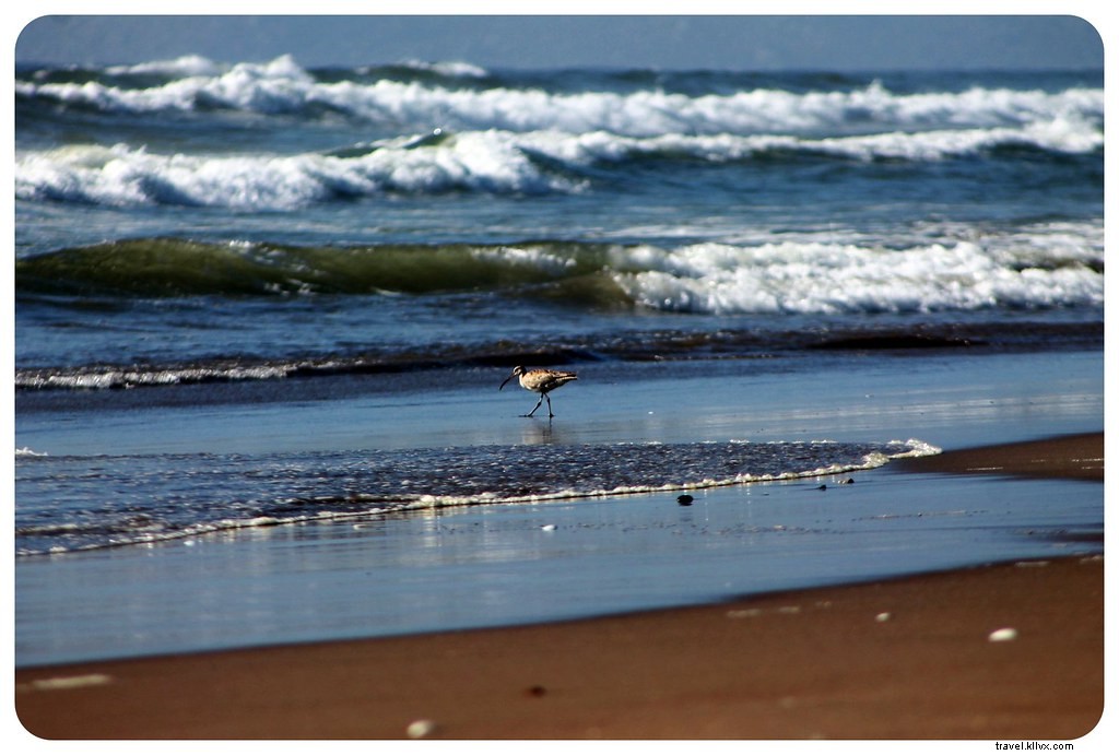 La Serena and Elqui Valley: Chile s Beaches, Pisco, Papaya Farms, and Stargazing Paradise