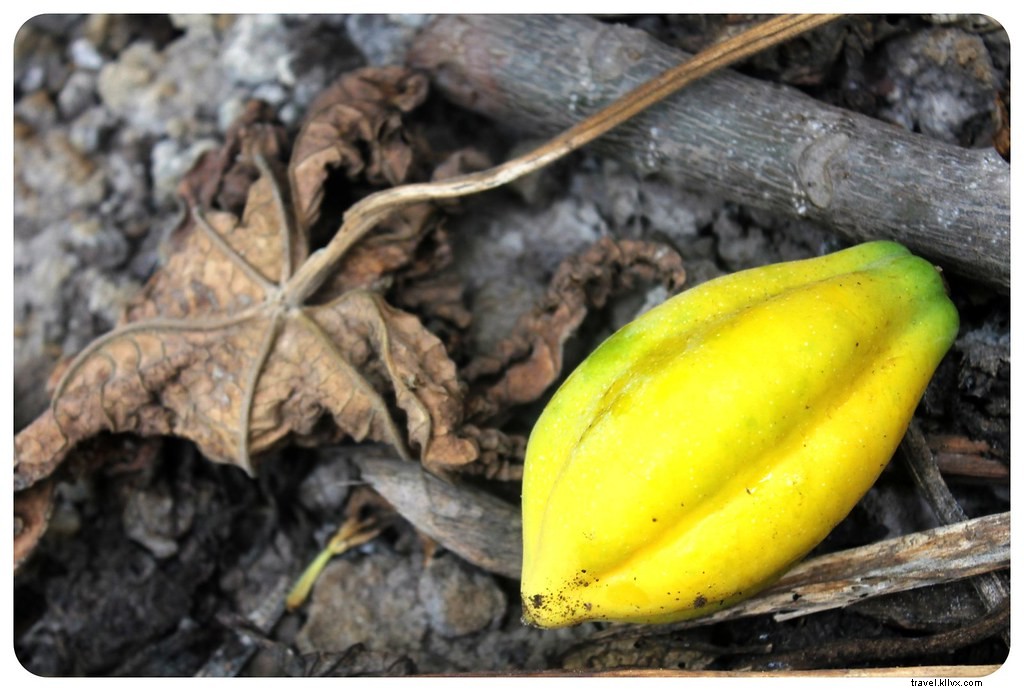 La Serena and Elqui Valley: Chile s Beaches, Pisco, Papaya Farms, and Stargazing Paradise