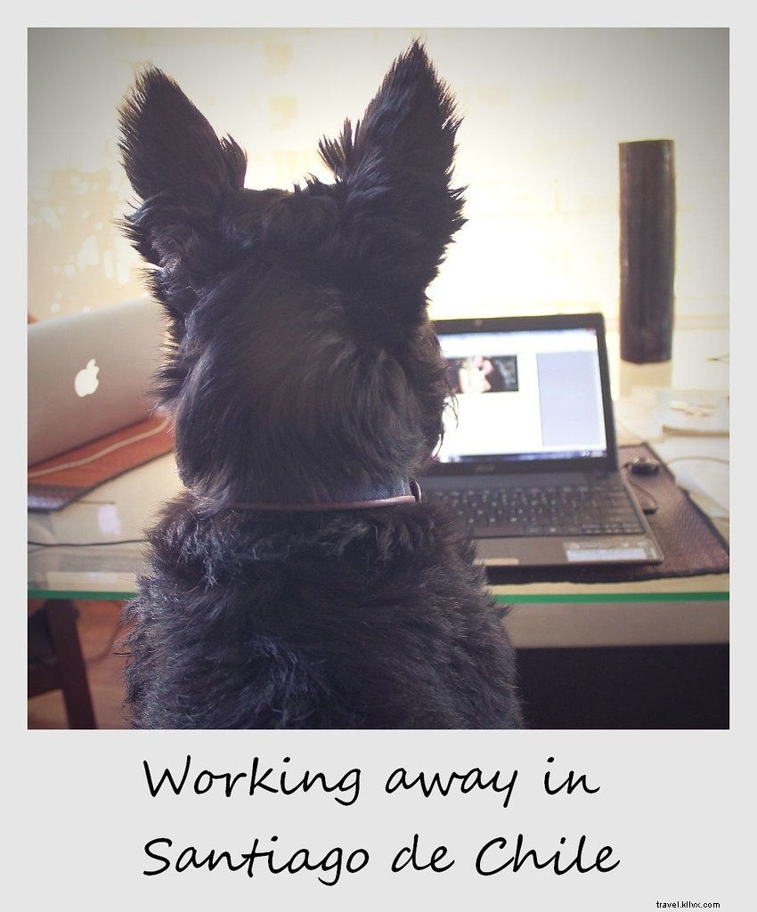 Polaroid of the Week: Man s Best Friend Doubles as Our Book Editor in Santiago