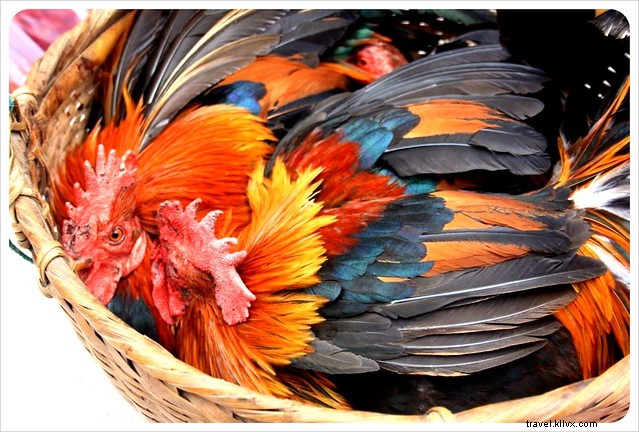 Vibrant Markets of Laos: A Photo Essay on Luang Prabang s Culinary Wonders