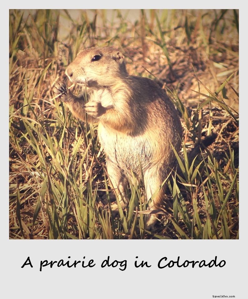 Polaroid of the Week: Colorado s Cutest Prairie Dog