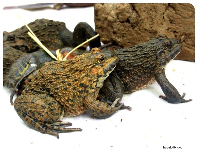 Vibrant Markets of Laos: A Photo Essay on Luang Prabang s Culinary Wonders