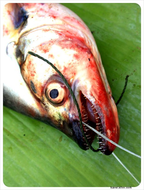 Vibrant Markets of Laos: A Photo Essay on Luang Prabang s Culinary Wonders