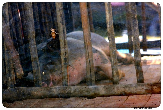 Life on Lake Tonle Sap: Exploring Cambodia s Thriving Floating Village of Chong Khneas