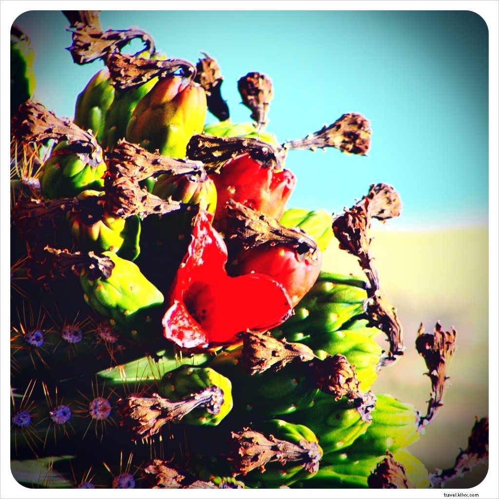 A Tragic Encounter with a White-Winged Dove in the Sonoran Desert