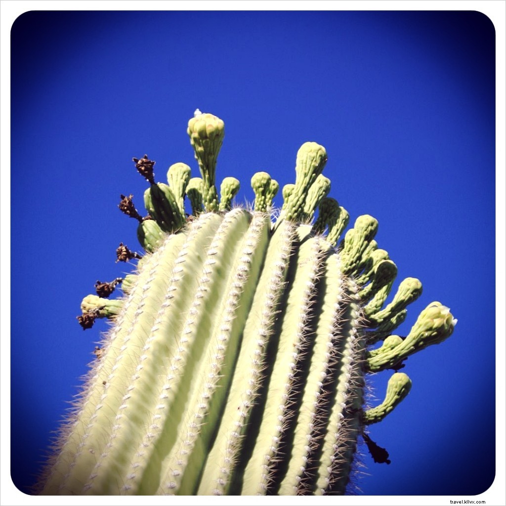 A Tragic Encounter with a White-Winged Dove in the Sonoran Desert