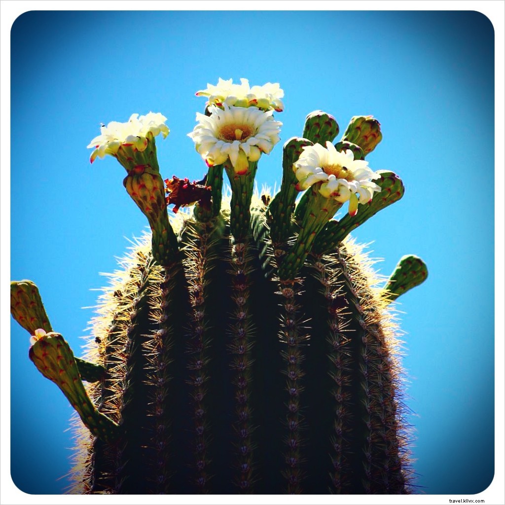 A Tragic Encounter with a White-Winged Dove in the Sonoran Desert