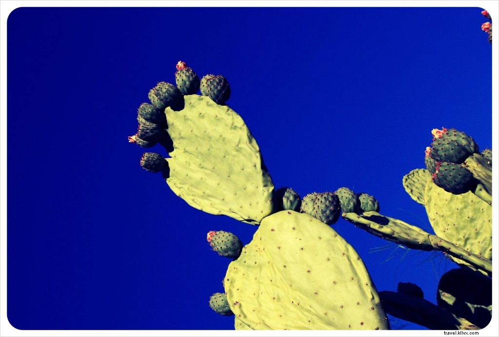 A Tragic Encounter with a White-Winged Dove in the Sonoran Desert