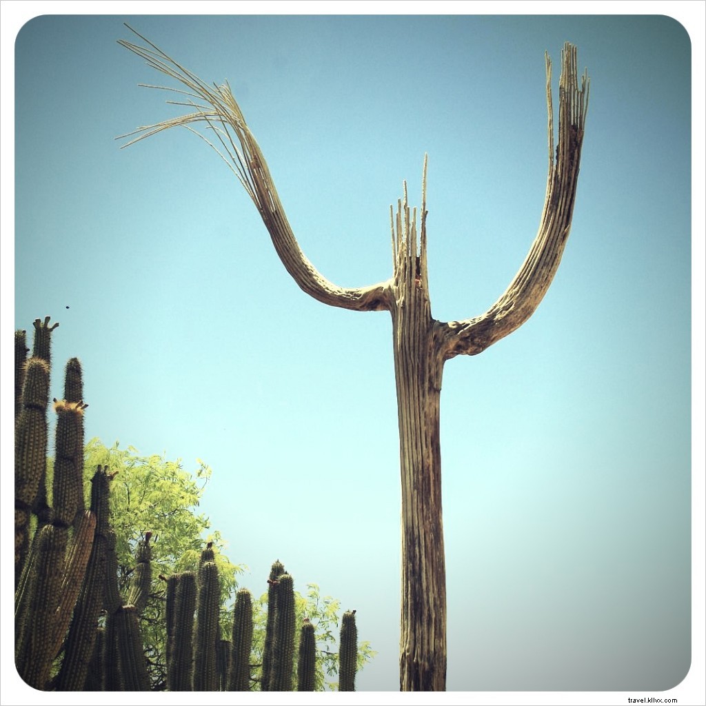 A Tragic Encounter with a White-Winged Dove in the Sonoran Desert