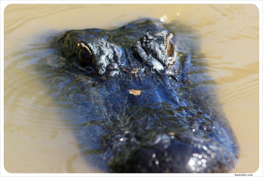 Discover New Orleans: Alligator Swamp Tours, French Market Bites, and Legendary Jazz on Frenchman Street