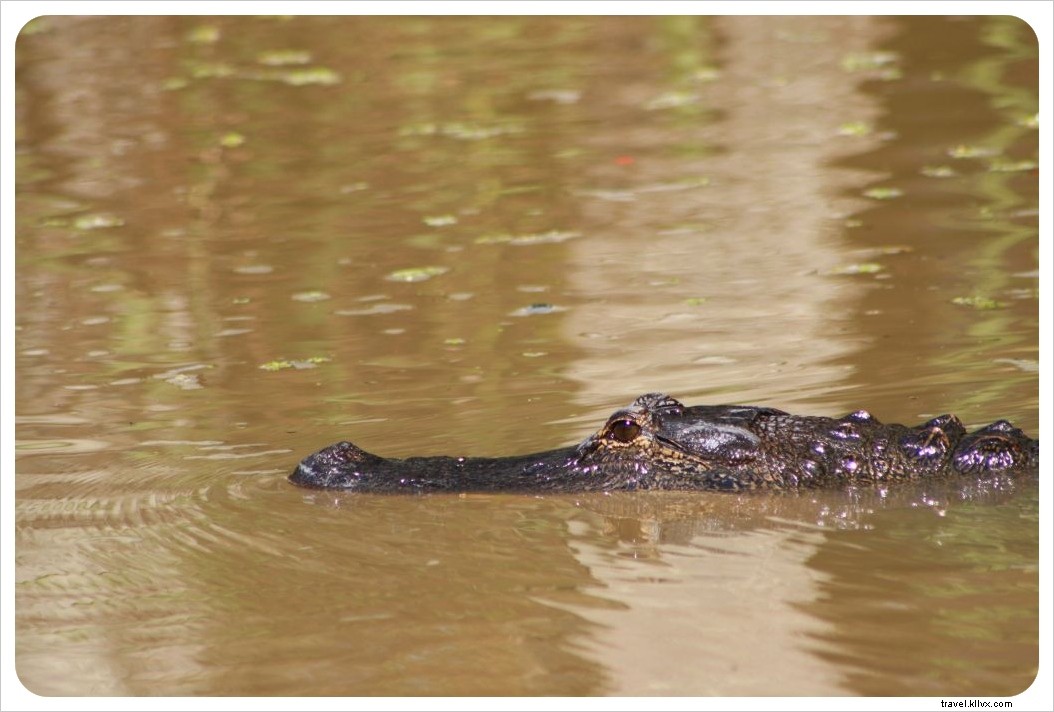 Discover New Orleans: Alligator Swamp Tours, French Market Bites, and Legendary Jazz on Frenchman Street