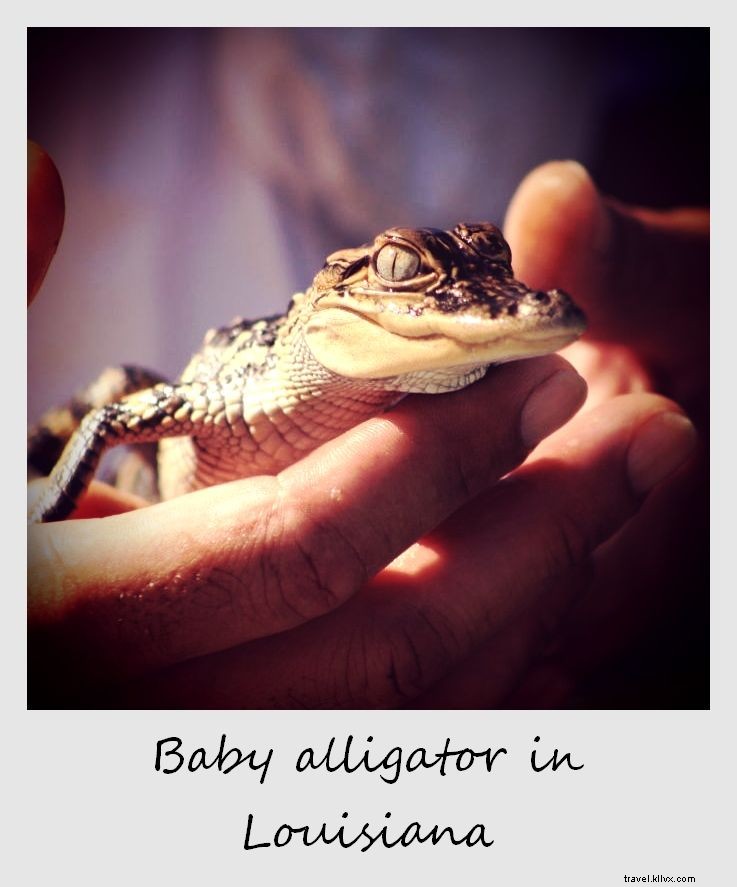 Polaroid of the Week: Holding a Rescued Baby Alligator on a Louisiana Swamp Tour