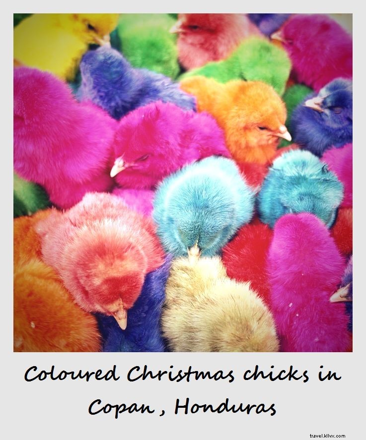 Polaroid of the Week: Vibrant Dyed Chicks Brighten Christmas in Copán, Honduras