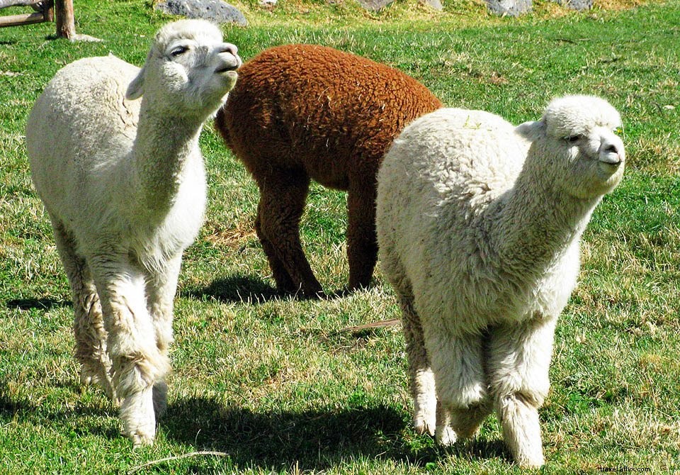 Colca Canyon, Peru: Ultimate Trekking Guide, History, Tips & Myths