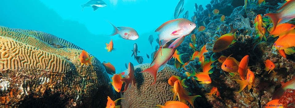 Jordan Guide #5: Aqaba – Red Sea Beaches, Diving Hotspots, and Ancient History