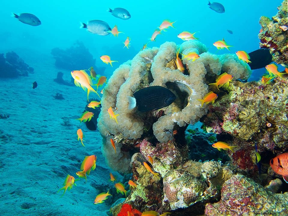 Jordan Guide #5: Aqaba – Red Sea Beaches, Diving Hotspots, and Ancient History