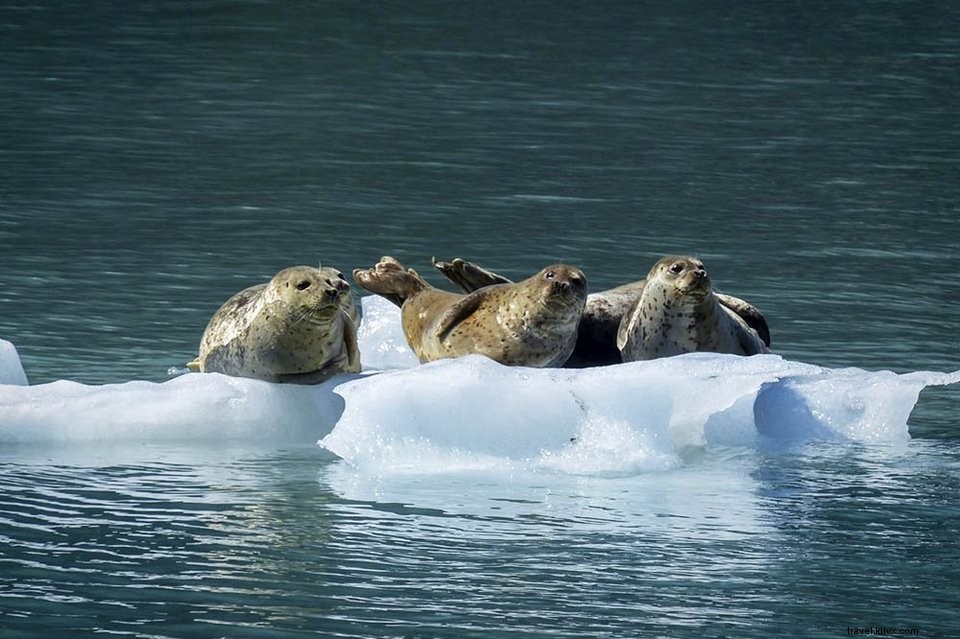 Discover Fjallsárlón Iceberg Lagoon: Iceland s Stunning Vatnajökull Gem