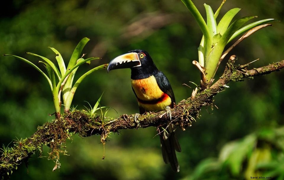 Budget Travel Tips for Costa Rica: Explore Affordably Like a Pro