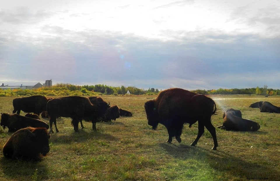 Canada Road Trip #6: Discover Winnipeg, Manitoba s Vibrant Capital