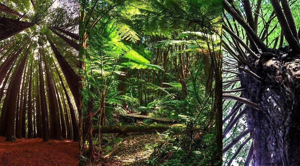 Discover Mungo National Park & Redwood Forest: Australia Travel Guide Part 2