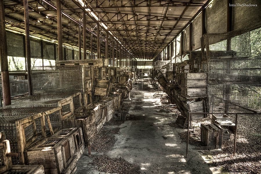 72 Hours in Pripyat and Chernobyl Exclusion Zone: An Urban Explorer s Journey