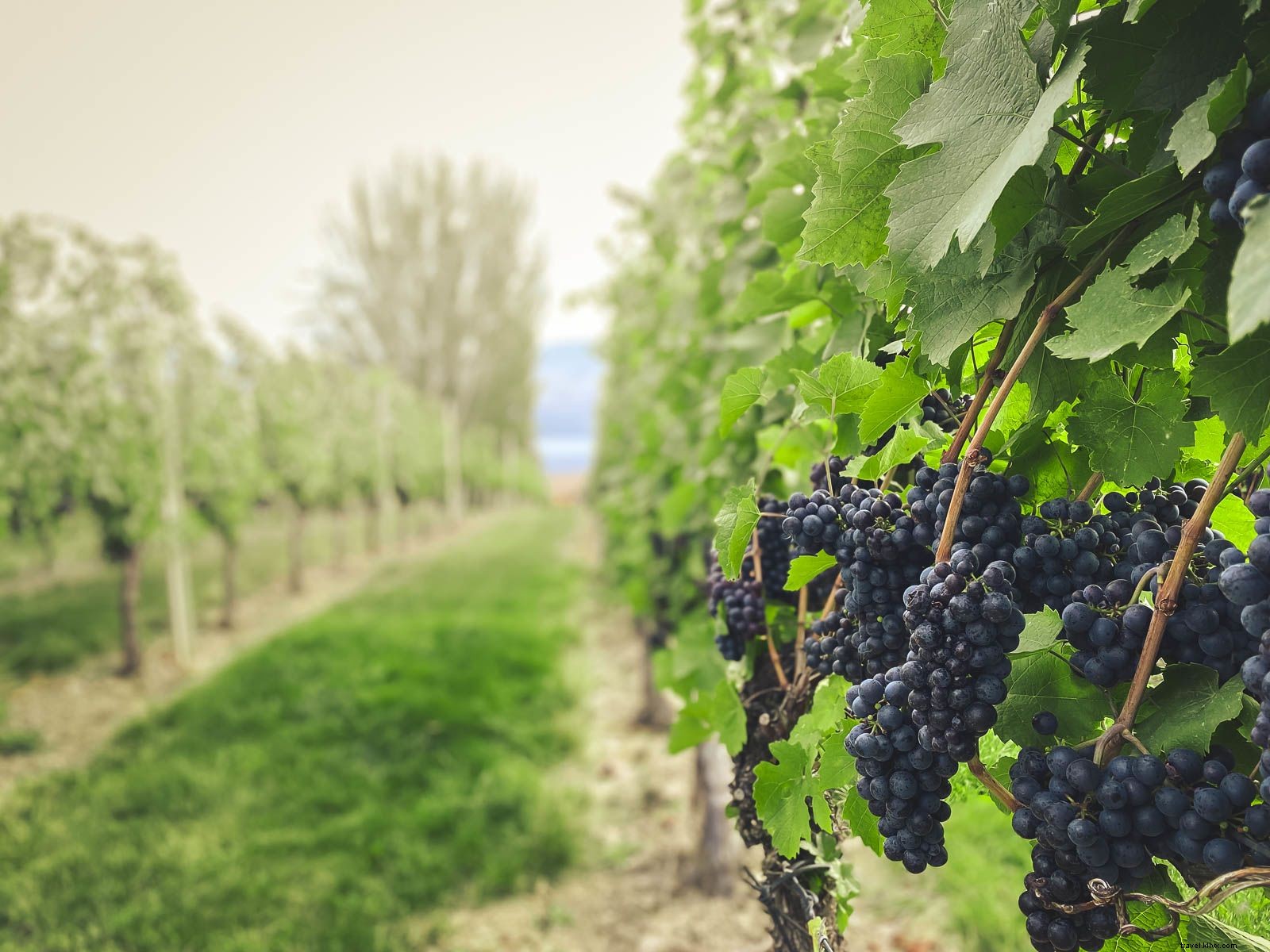 Ultimate British Columbia Road Trip: Vancouver to Kelowna & Revelstoke Guide