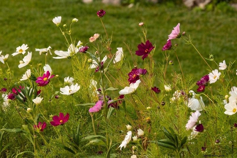 47 Best Things to Do in Banff, Canada: Ultimate Rockies Adventure Guide