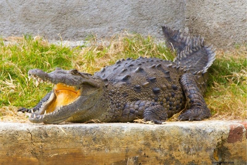 Discover 67 Must-Do Activities in Jamaica: Ultimate Travel Guide