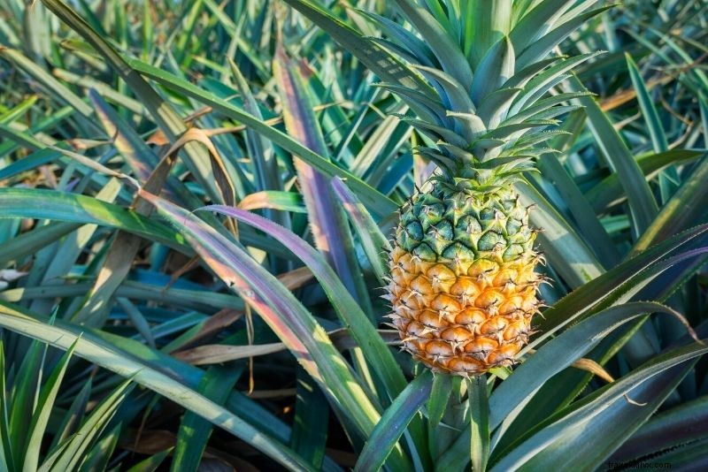 Discover 67 Must-Do Activities in Jamaica: Ultimate Travel Guide