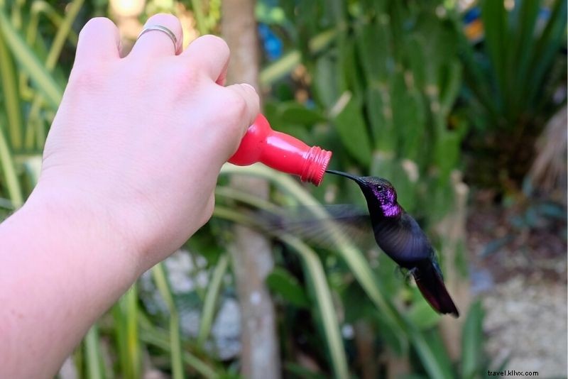 Discover 67 Must-Do Activities in Jamaica: Ultimate Travel Guide