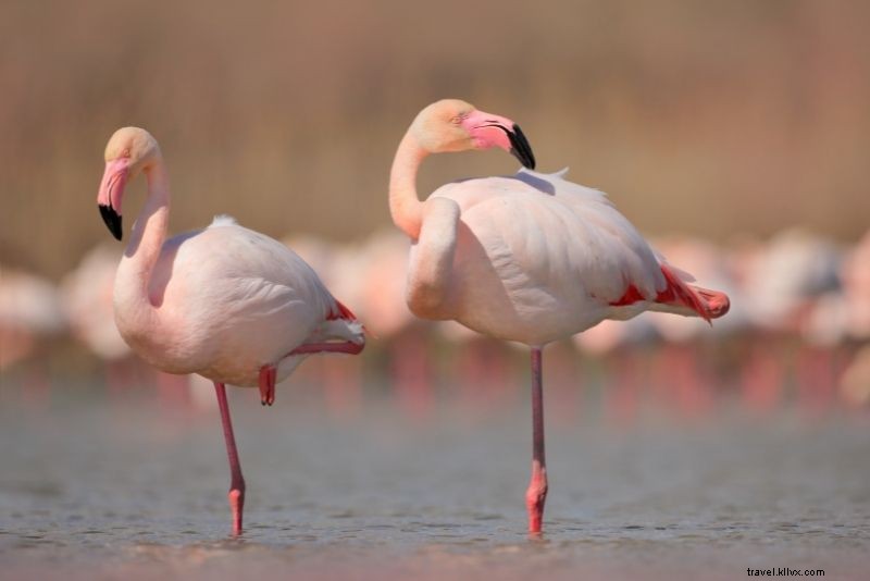 Discover 66 Exciting Things to Do in Abu Dhabi, UAE: Ultimate Guide