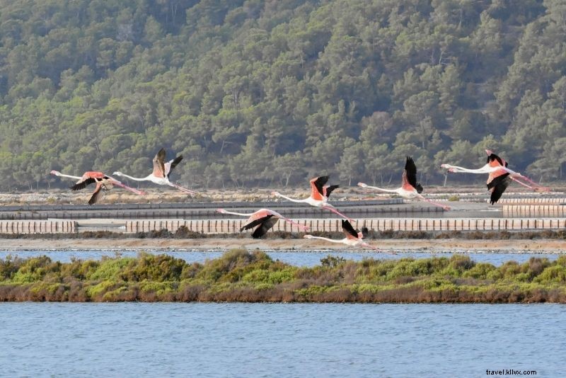 Discover 55 Fun and Unusual Things to Do in Ibiza Beyond the Party Scene