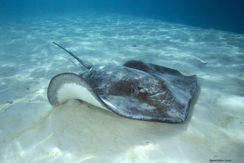 Discover 55 Fun and Unusual Things to Do in Ibiza Beyond the Party Scene