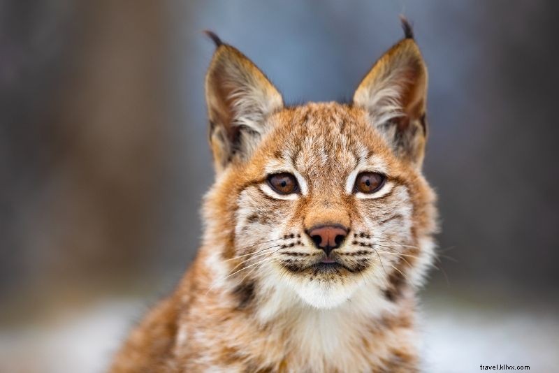 53 Best Fun Things to Do in Geneva, Switzerland: Ultimate Guide