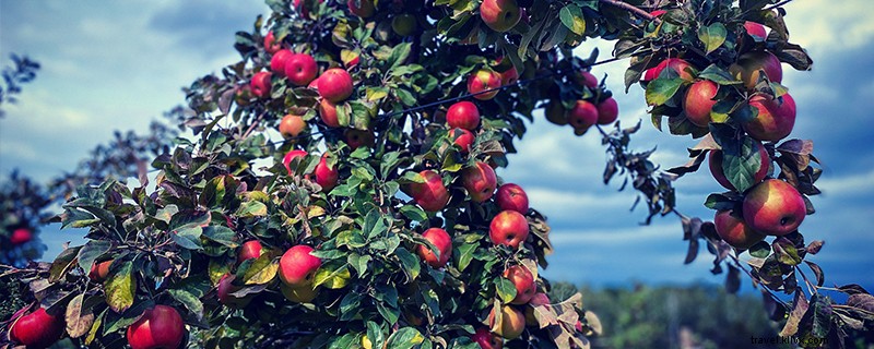Ultimate Guide to Apple Picking in Northern New Hampshire
