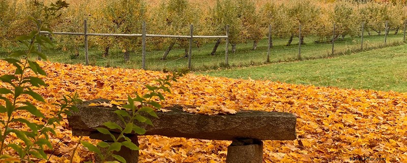 Ultimate Guide to Apple Picking in Northern New Hampshire