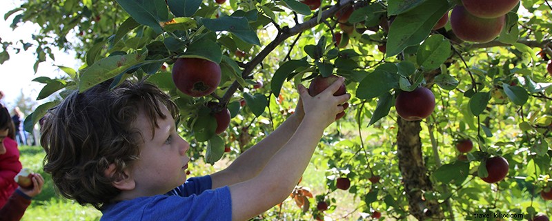 Ultimate Guide to Apple Picking in Northern New Hampshire