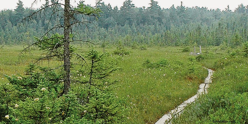 6 Wild Hikes in New Hampshire: Untamed Trails Through Biodiverse Wilderness