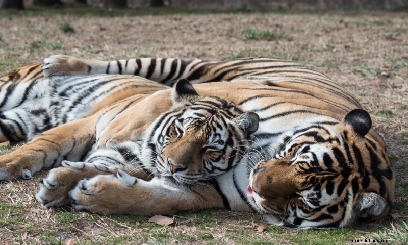 Turpentine Creek Wildlife Refuge: Premier Accredited Big Cat Sanctuary in the Ozarks