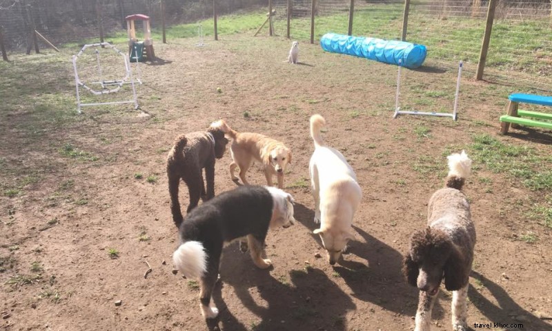 Country Pet Playground: Trusted Dog Boarding & Playcare by Vet Tech Expert