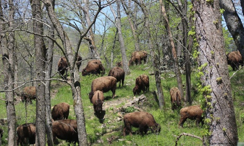 Ozark Valley Bison Farm: Pure, Grass-Fed Bison Herd & Free Educational Tours