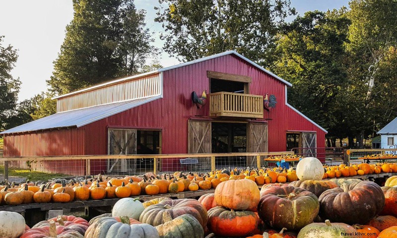 Pumpkin Hollow: Arkansas  First Corn Maze, Pumpkin Patch & Family Fall Fun