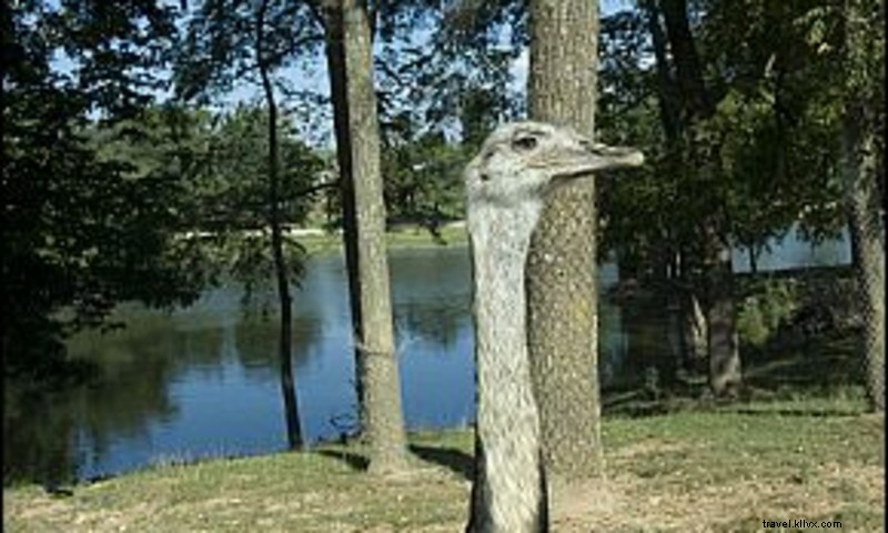 Wild Wilderness Drive-Through Safari: Exotic Animal Adventure in Arkansas