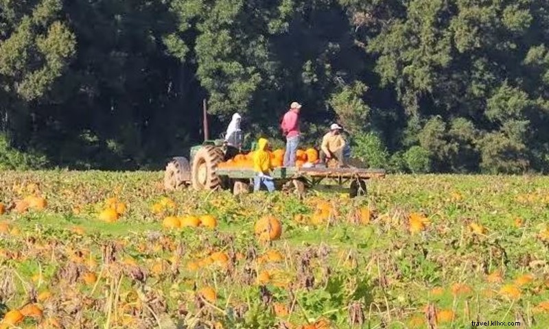 Peebles Farm: 800-Acre Pumpkin Patch, Corn Maze & Family Adventures