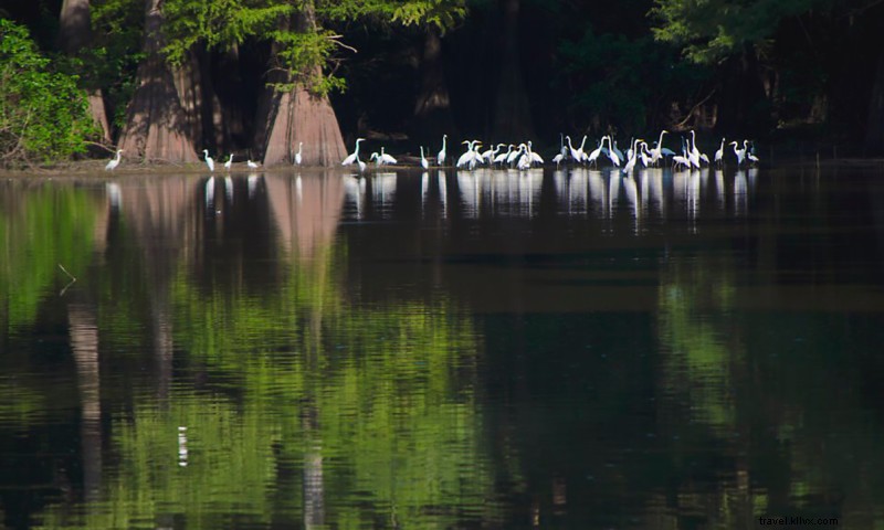 Dale Bumpers White River National Wildlife Refuge: America s Largest Bottomland Hardwood Forest