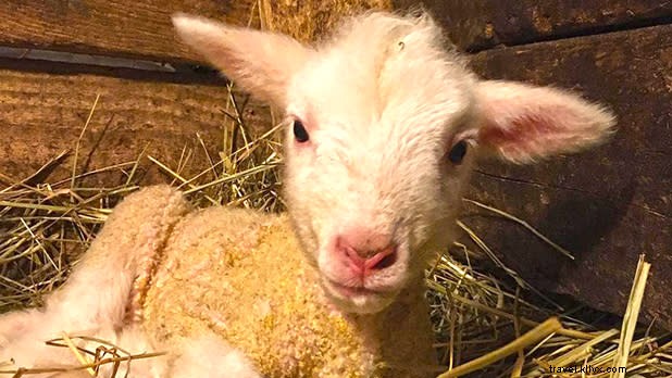 Discover 12 Eco-Friendly Activities for a Sustainable New York State Vacation