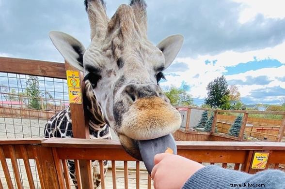 Discover Unique Animal Encounters in New York State: Family Adventures Beyond Zoos