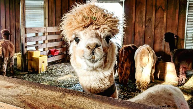 Discover Unique Animal Encounters in New York State: Family Adventures Beyond Zoos