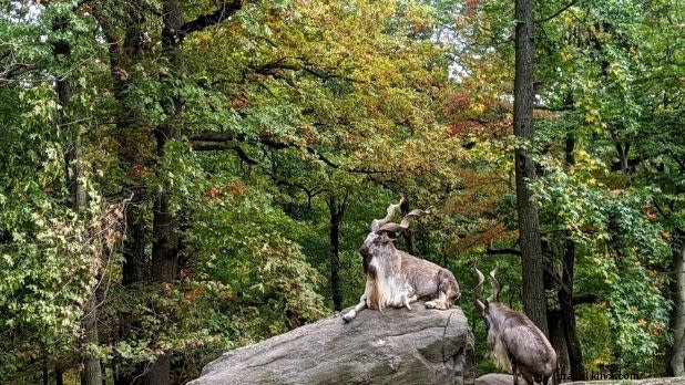 Discover Unique Animal Encounters in New York State: Family Adventures Beyond Zoos
